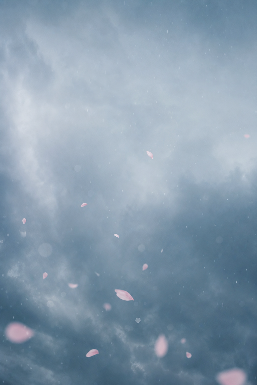 Pale pink cherry petals drifting across a cloudy blue-gray rainy sky