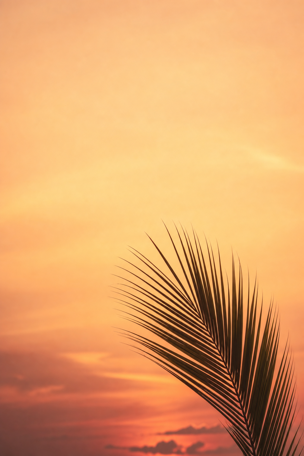 Palm frond against an apricot sky